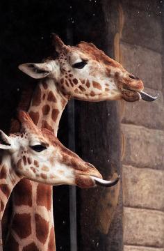 Giraffes catching the raindrops outside their house in the Taronga Zoo exhibit, Sydney,  Australia, 2009, photograph by Rick Stevens.