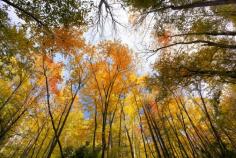 The beautiful trees in the fall! The Smoky Mountains are the best place to go!