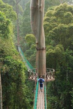 Borneo Rainforest Canopy Walkway; awesome!