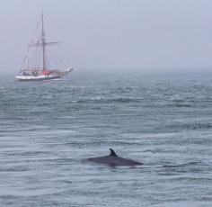 New Brunswick - Every morning should begin w a Minke whale saying hello!