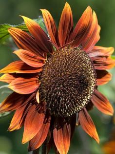 'Chocolat' sunflower, a fun twist on one of the favorite annual flowers of all time.