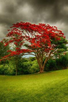 Flamboyan Tree, Puerto Rico photo via star