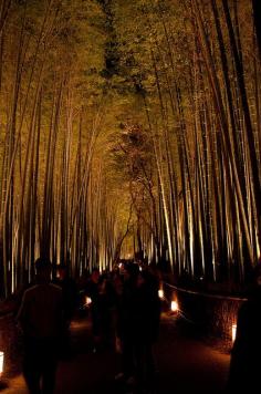 Bamboo forest at night, Kyoto, Japan