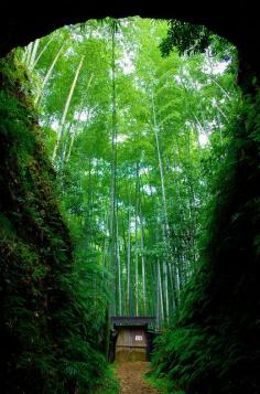 Bamboo forest at Owase, Mie Japan