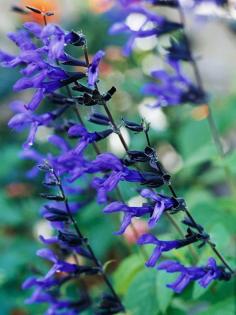 Autumn Flowers - Salvia