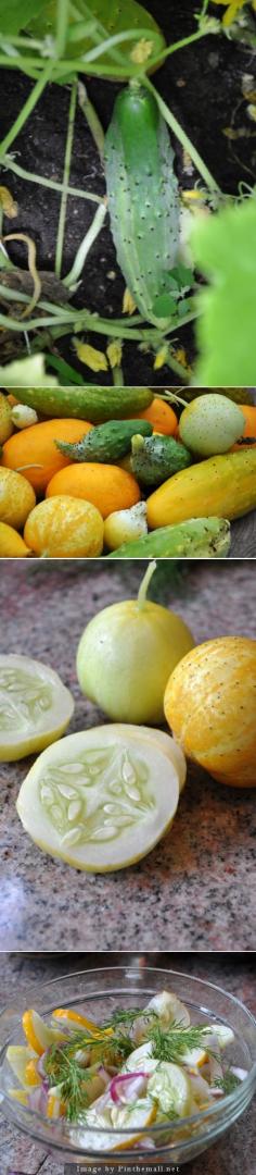 Cucumbers - Harvesting and salad recipe #cucumbersalad