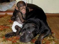 This is the story of the Bull Mastiff that adopted baby chimp “Mango”. The story has it that Mango’s mother sadly died after giving birth.  The dog literally took on the chimp as one of hers, and the two became inseparable. Mango also loves his new found Brothers and Sisters and they all play together.  #amazinganimals #chimp #chimpanzee