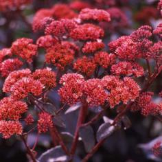 Autumn Flowers - Sedum #sedum