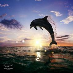 Dolphin magic #photography