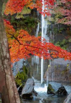 Autumn by © Daily Picture Kyoto, Japan