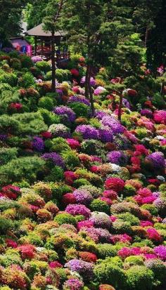 Famous Gardens of the World - Azalea bushes at Shiofune Kannon Temple, Tokyo, Japan