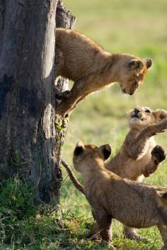 Cubs having fun!