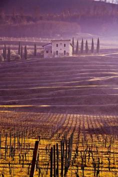 Winter vineyards, Valpolicella Italy by Lynne Otter