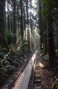 Kusagawa trail, Yakushima, Kagoshima, Japan