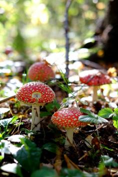 Toadstools in the Forest