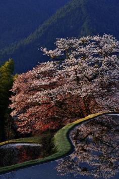 Cherry blossoms in full bloom, Mitake, Mie, Japan