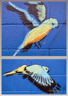 detail:  Orange Bellied Parrot mural. Torquay Veterinary Clinic, 29 Surfcoast Highway, Torquay (2013).  Victoria, Australia.  Artist:  Mike McLean