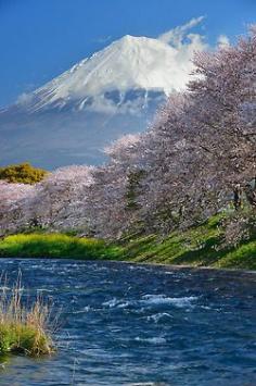 Cherry blossom by the river with Mount Fuji in the background / Japan (by Katsumi).