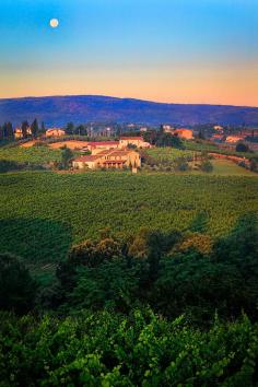 San Gimignano Vineyards, Tuscany - Italy