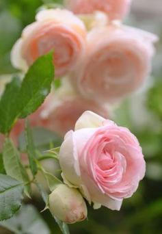 ♔ The French rose, 'Pierre de Ronsard'