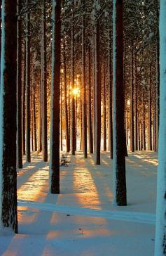 Sunset In Pine Forest, Sweden