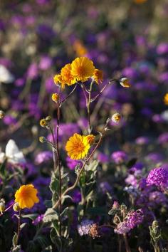 Desert sunflower with sand verbena (purple), spectacle pod (white) and dune evening primrose (large white) in the background.  Seen in Anza Borrego State Park.