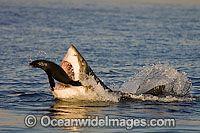 Great White Shark hunting seal