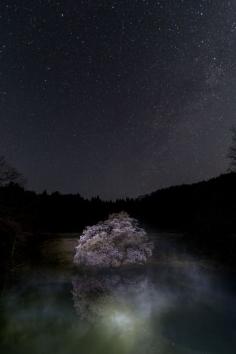 Kagami sakura tree at night, Fukushima, Japan