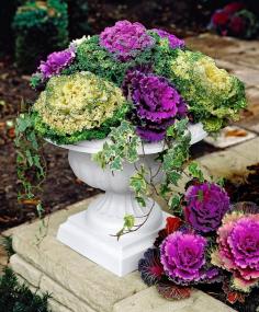 Fall container with Ornamental Cabbage.  Put a Redbor Kale in the middle and have an edible AND beautiful planter.