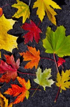 Amazing Maple Leaves #mapleleaves