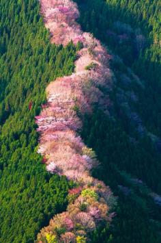 Wild cherry trees in Nara, Japan