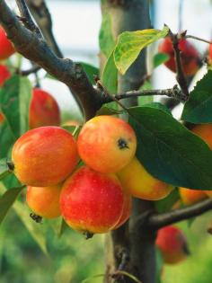What to do with crab apples.  #crabapple