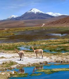 Vicunas graze in the Atacama, Volcanoes Licancabur and Juriques.   Click through to win a free trip to this beautiful place in Chile