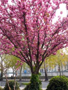 Paris Cherry Blossoms - I Prefer Paris