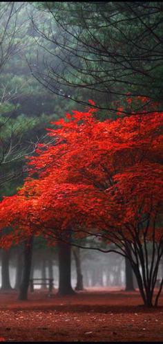 ✯ Red forest