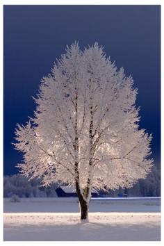 Snow Tree, Uppsala, Stockholm, Sweden