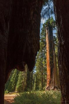 Framing a Sequoia