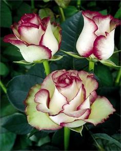 Beautiful Rose