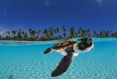Baby Green Sea Turtles Swimming | Baby Sea Turtles Swimming
