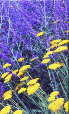 Flower Combinations for your Garden – Russian Sage and Yarrow ...