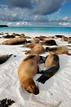 Have wanted to go here since reading the book in HS - Sea Lions on Galapagos Islands by Trevor Cole