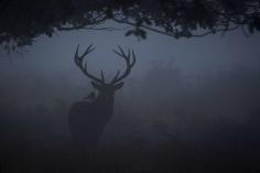 Twitter, This is what a red deer seen through the morning mist Richmond Park, London looks like. pic.twitter.com/WfzwbxwO4I