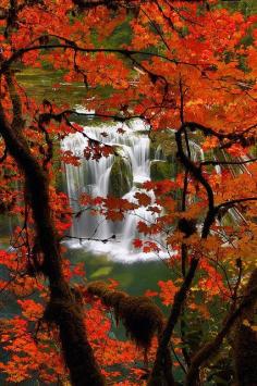 Red maple and Lower Lewis River Falls in Washington, USA