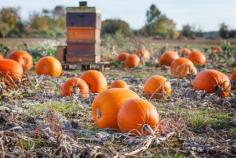 Are you ready for pumpkin season?!