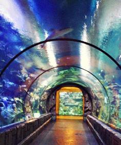 Mandalay Bay Shark Reef.  Can't wait to see this !!