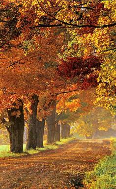 Autumn colors in Vermont, New England, United States.