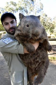Patrick the wombat