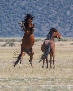 Wild Mustangs in Eastern Sierras