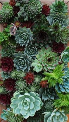 Succulents: Some of the hardiest, drought tolerant varieties they place on their Superstar Performer List are Sempervivum, Echeveria, Crassula and Sedum.