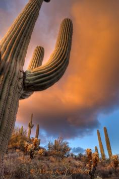 Saguro Cactus, Arizona, United States.